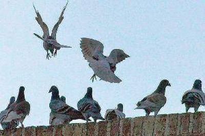 Ins�lita proliferaci�n de palomas en el sur de la ciudad genera preocupaci�n