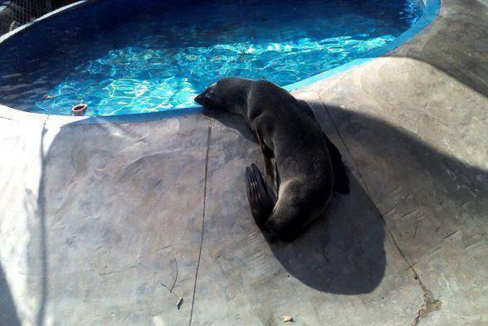 El OPDS rescat� un Lobo Marino
