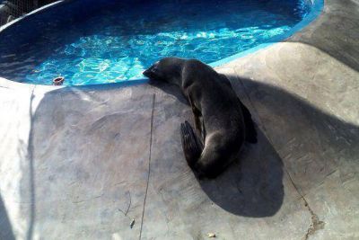 El OPDS rescat� un Lobo Marino