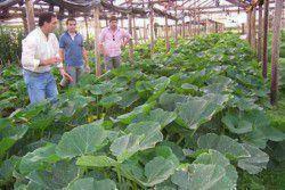 Asisten a horticultores del �cintur�n verde� de Resistencia para mejor productividad