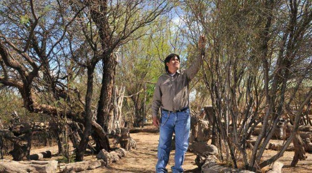 Buscan preservar el algarrobo y regular el uso de su madera