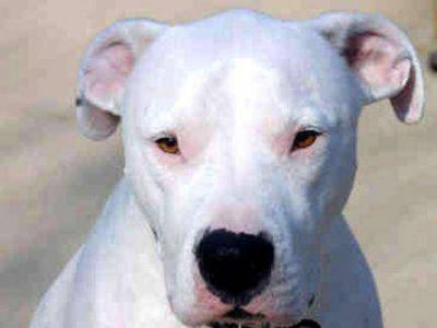Un hombre sufri� graves lesiones en su rostro al ser mordido por un dogo 