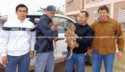 Polic�as rescatan a cachorros de pumas en El Impenetrable