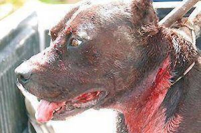 Nene de un a�o y medio, grave al ser atacado por un Pitbull