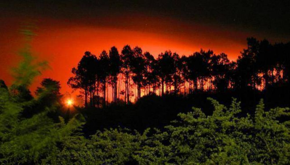 Unos 10 millones de pinos fueron arrasados por los incendios