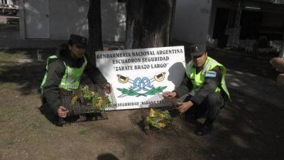 Incautan veinte loros que eran vendidos de manera ilegal