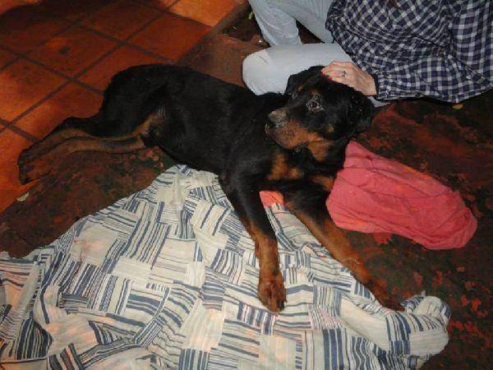 Por orden de un juez, rescataron a un perro maltratado