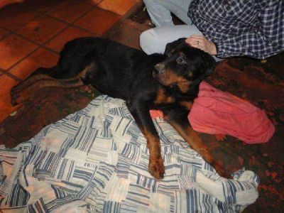 Por orden de un juez, rescataron a un perro maltratado