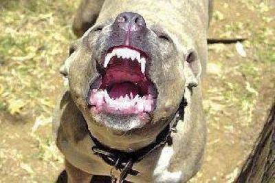 Preocupaci�n por los frecuentes ataques de perros de raza a ni�os