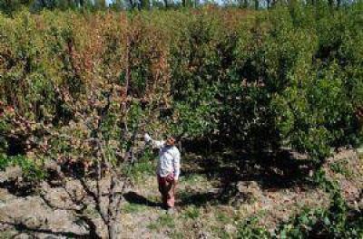 Por las heladas, la agroindustria local perder� al menos 36.000 empleos