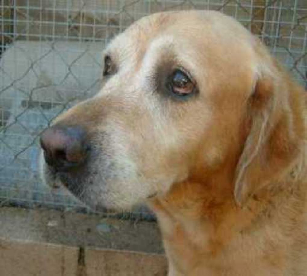Efecto Max: Huellitas Coloradas recibi� m�s de cien denuncias por maltrato animal en dos d�as