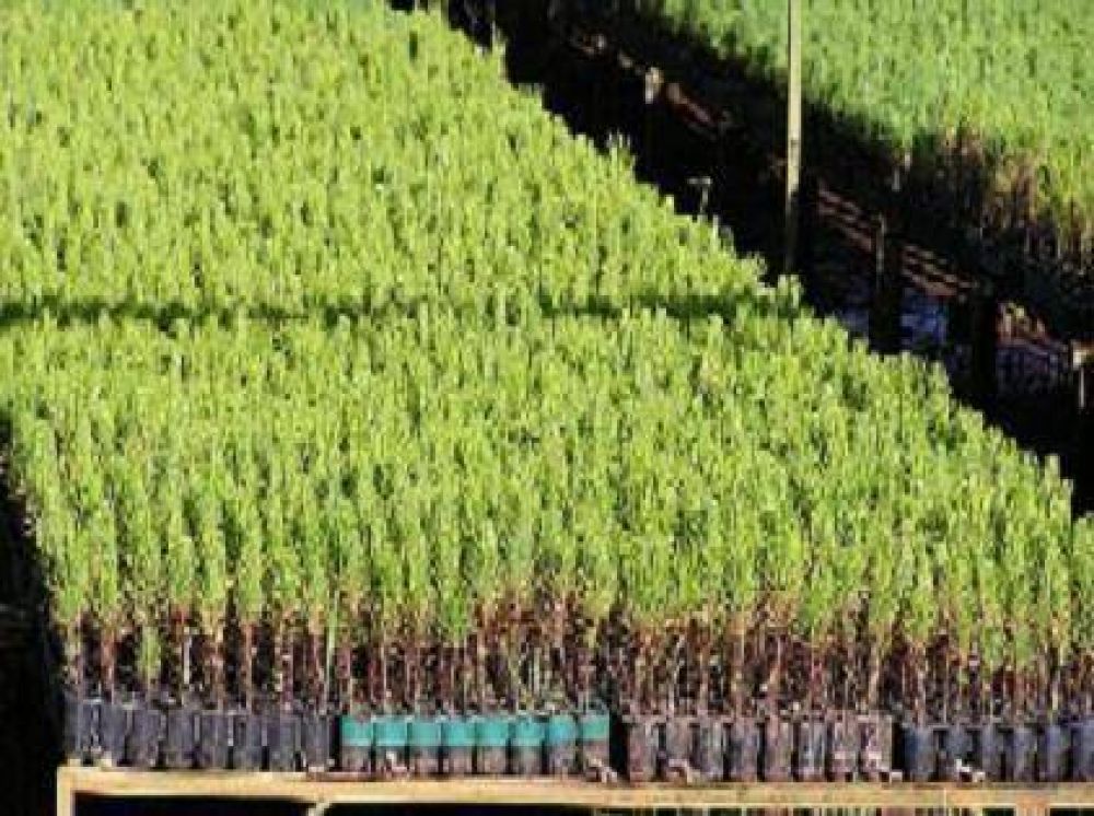 Promueven una certificaci�n para garantizar la legalidad de la producci�n forestal en Misiones