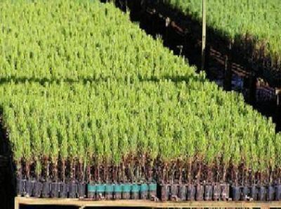 Promueven una certificaci�n para garantizar la legalidad de la producci�n forestal en Misiones