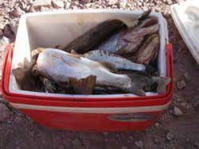 Contin�an los controles pesqueros en la provincia
