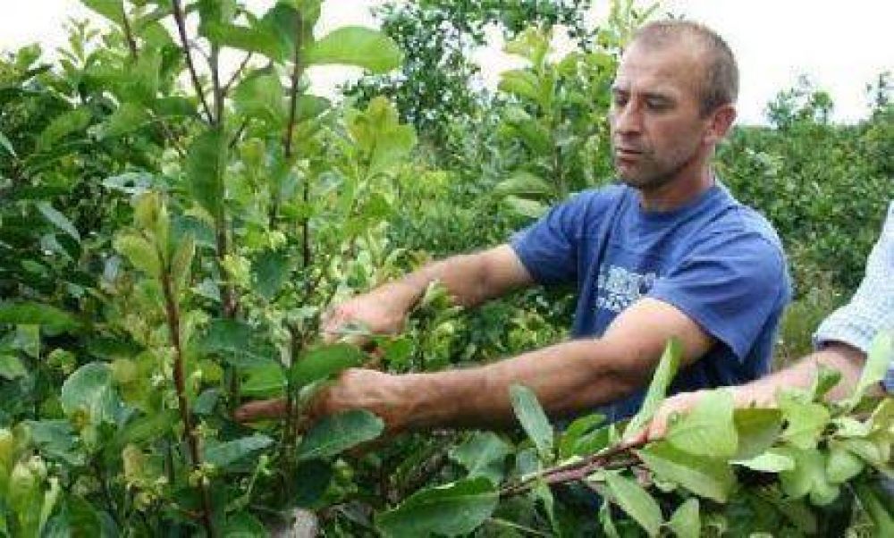 Censo 2013/2014: El sector tabacalero acord� trabajar en conjunto