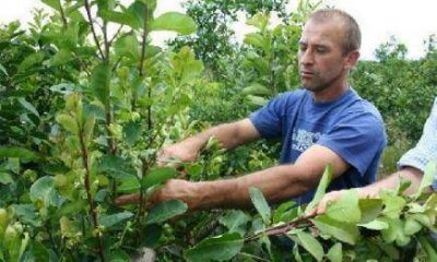 Censo 2013/2014: El sector tabacalero acord� trabajar en conjunto