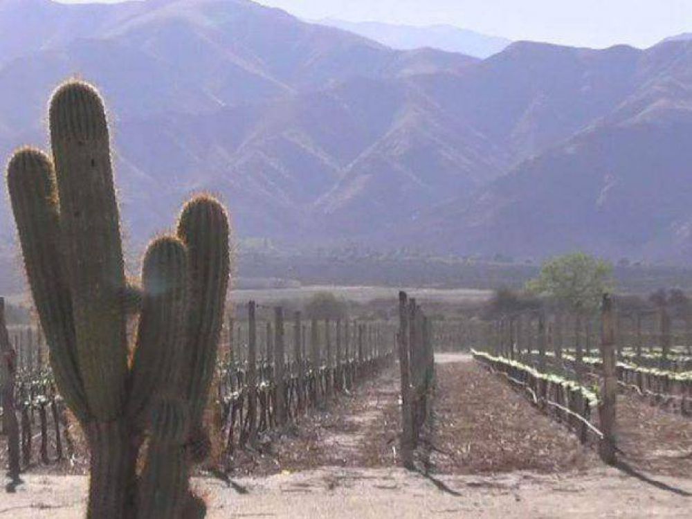 El paisaje calchaqu� dentro de una botella de vino
