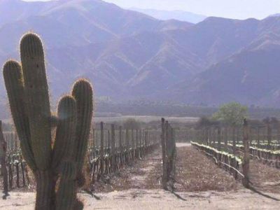 El paisaje calchaqu� dentro de una botella de vino