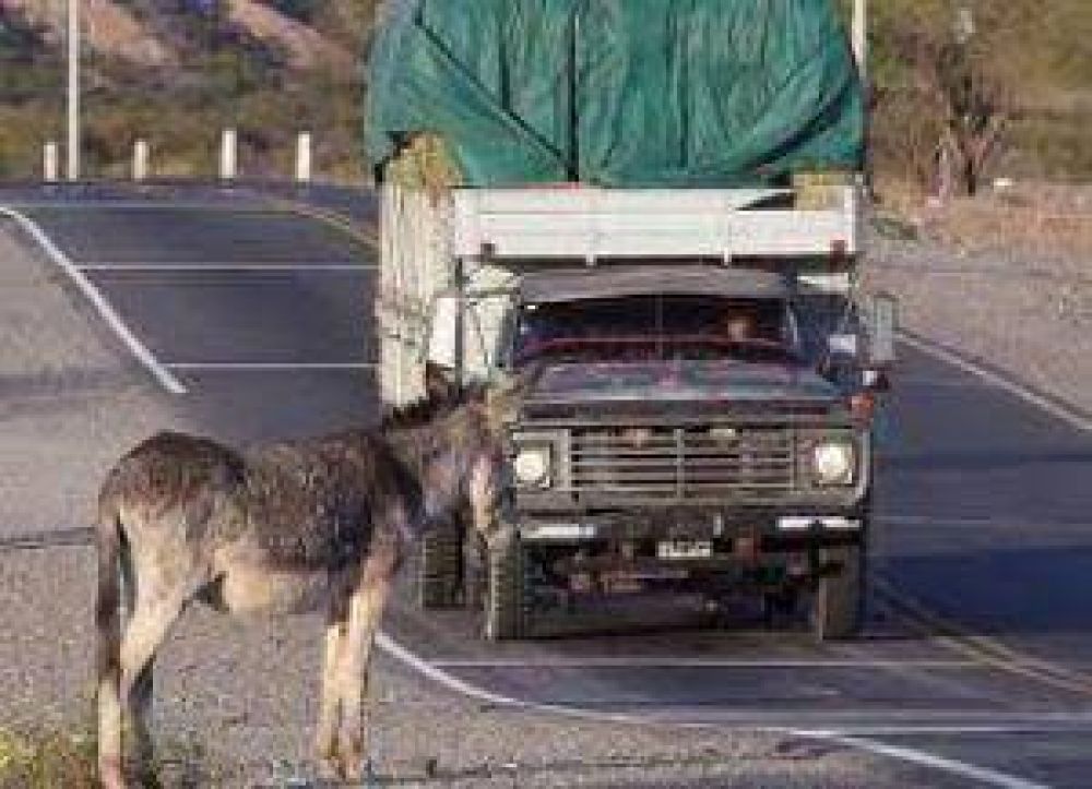 Hay siete empresas interesadas en alambrar dos tramos de la ruta 141