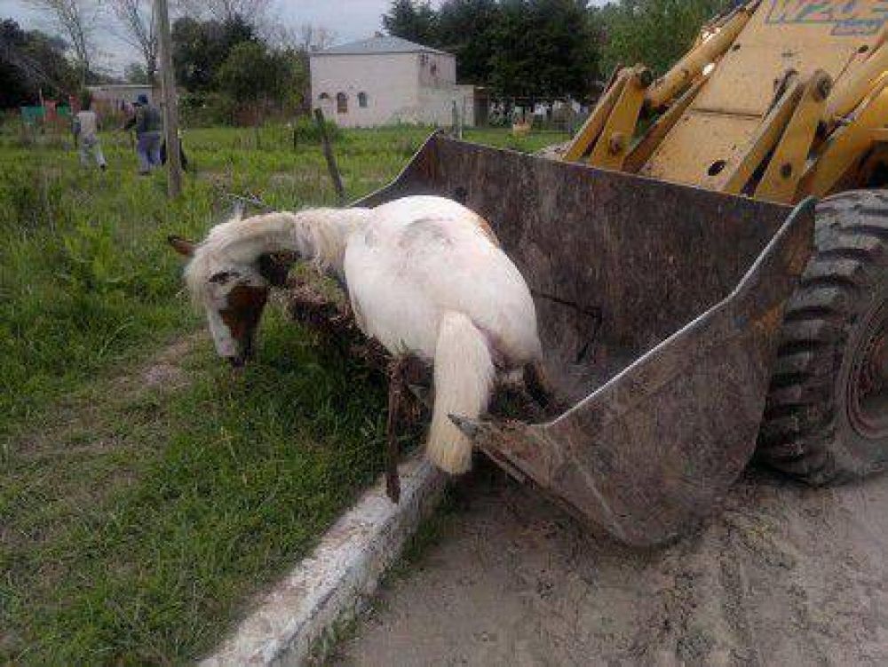 Un caballo sin vida fue levantado por una m�quina vial