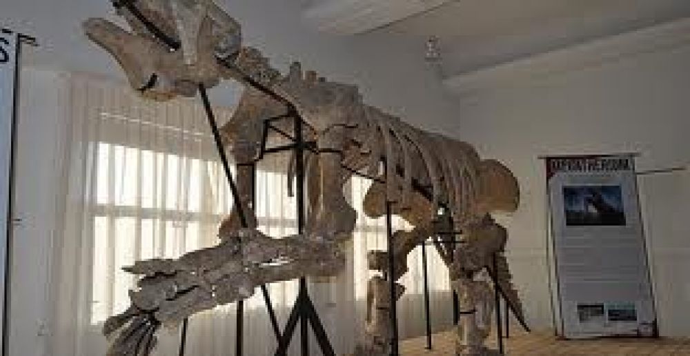 Museo Paleontolgico y los horarios