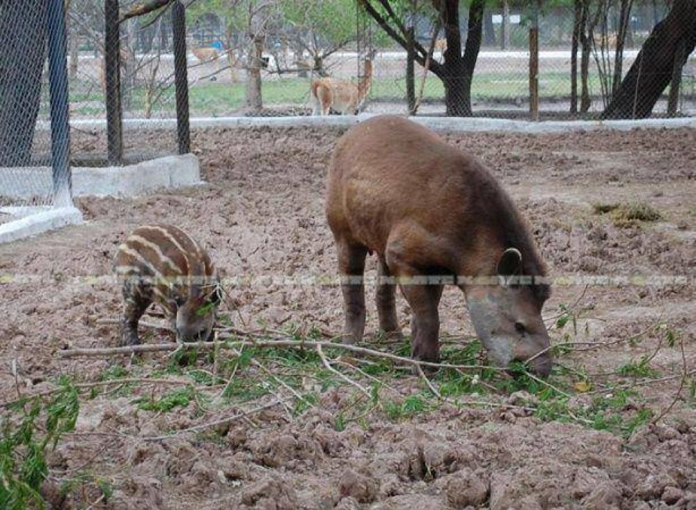 M�s de 20.000 cupones fueron recibidos en el zool�gico para ponerle nombre al tapir