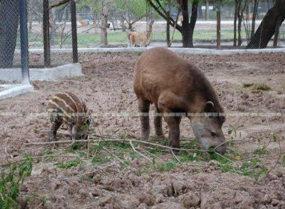 M�s de 20.000 cupones fueron recibidos en el zool�gico para ponerle nombre al tapir