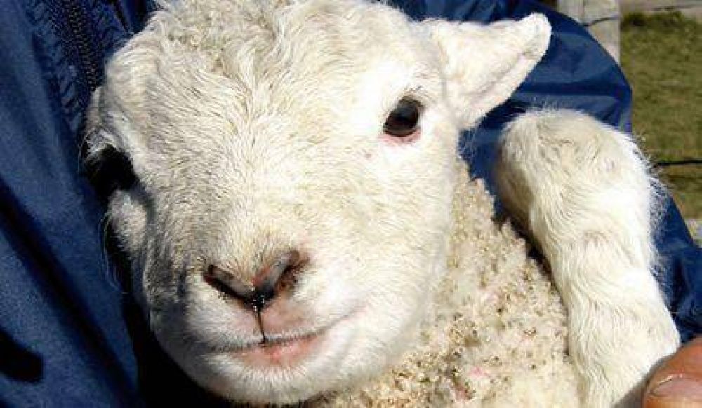 Grave denuncia por robo de 1500 ovejas del establecimiento �Valle Chico� en Madryn