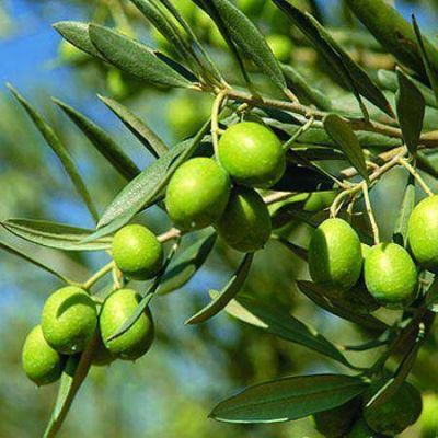 Lanzan campa�a de promoci�n nacional de aceite de oliva