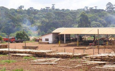 Destinar�n 15 millones de d�lares para ejecutar el programa de Sustentabilidad y Competitividad Forestal en Misiones