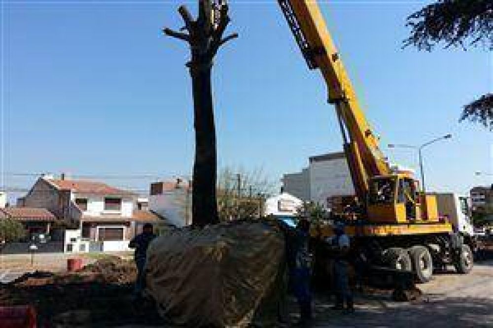 Primera vez en Salta: el municipio trasplant� cuatro lapachos para continuar el Canal de Los Manzanos