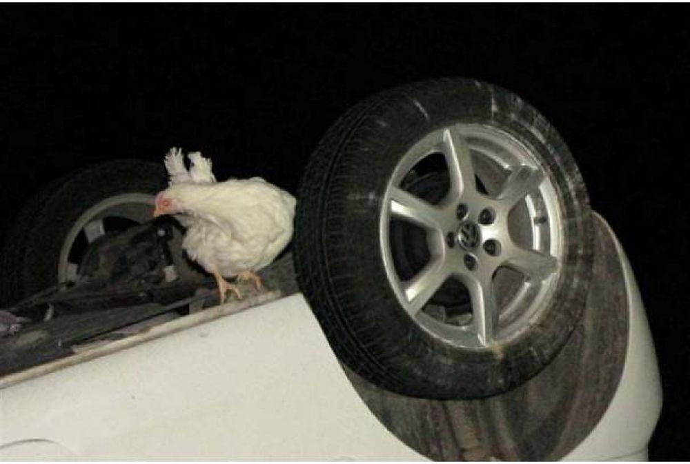 Un auto choc� con jaulas de aves que se desprendieron de un cami�n