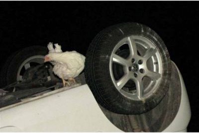 Un auto choc� con jaulas de aves que se desprendieron de un cami�n