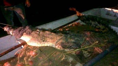 M�xico: cocodrilo mat� a un ni�o de 10 a�os