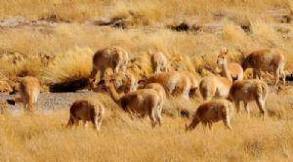 Reserva San Guillermo: Ya colocaron las c�maras que mostrar�n im�genes en vivo