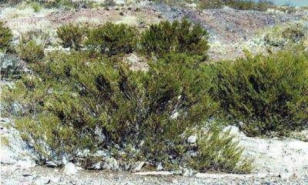 Investigadores de la UNCuyo descubren agentes antitumorales en especies naturales de Mendoza
