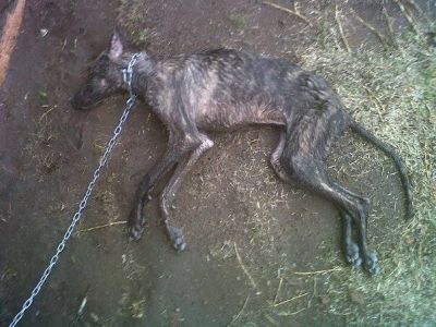 Dejaron morir un galgo