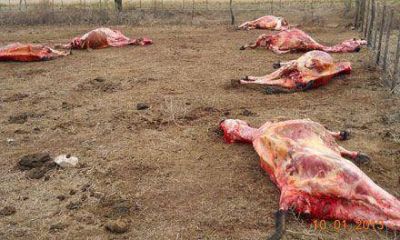 Cientos de animales muertos por el temporal de nieve y el fr�o en el sur de la provincia