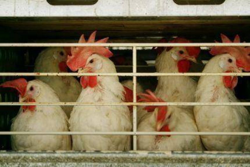 El Senasa habilit� 4 nuevos establecimientos elaboradores de alimentos balanceados y preformados de pollo