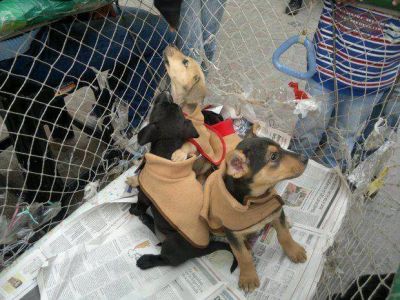 Los perros sienten la tristeza de sus amos