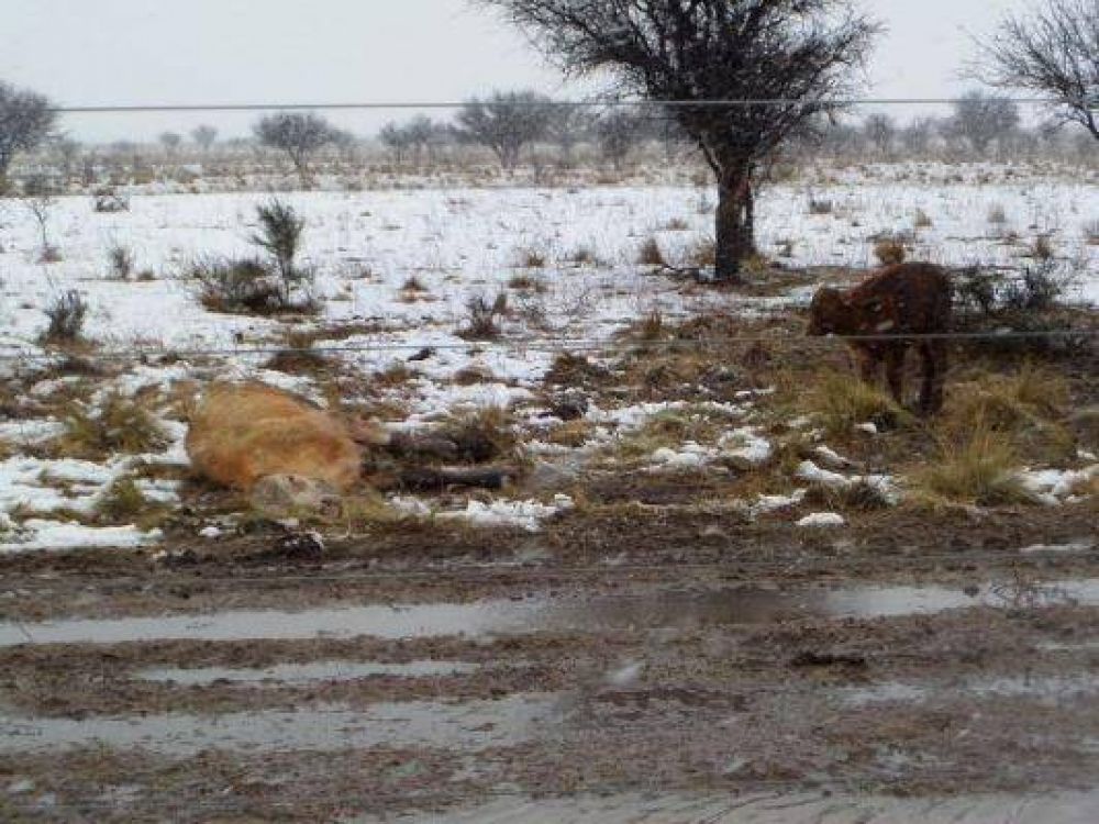 Muerte de vacas: el Gobierno relev� campos