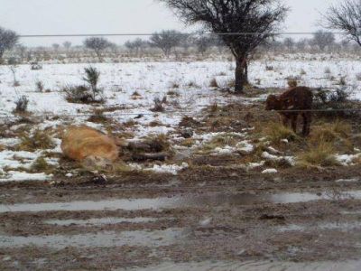 Muerte de vacas: el Gobierno relev� campos
