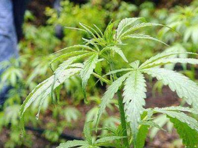 Allanaron para buscar una bicicleta y encontraron 52 plantas de marihuana 