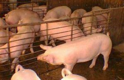 Preocupa el brote de triquinosis en distritos de la provincia