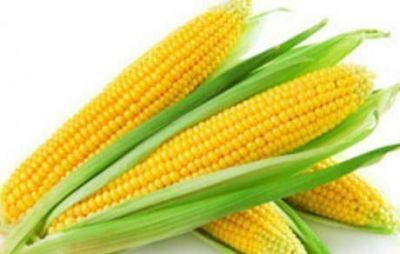 Monsanto: la semilla de la discordia