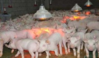 En 40 d�as los riojanos podr�n acceder a la carne de cerdo de producci�n local