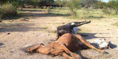 El Campo sin respuestas por la sequ�a y la mortandad de animales