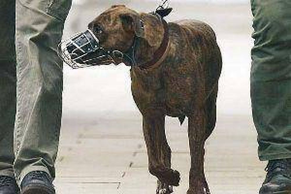 Quieren reglamentar la tenencia de perros de razas consideradas peligrosas