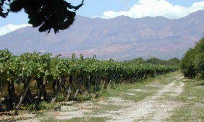 El cambio clim�tico ya produce efectos en el sector agr�cola de Mendoza