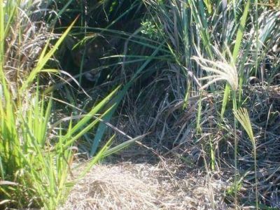 En Iguaz� hirieron a un yaguaret� y rescataron a un puma en Posadas